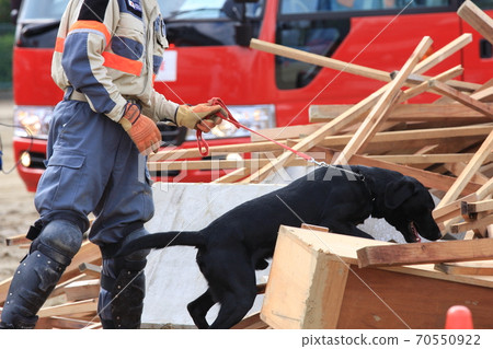 救援犬從廢墟中尋找需要救援的人（在災難演習期間） 70550922