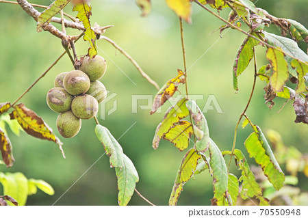 Walnuts that have turned brown in autumn 70550948