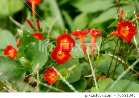 Wildflowers: Convolvulaceae: Convolvulaceae: Hosiasagao: Bank of the Milky Way Wildflowers: Convolvulaceae: Convolvulaceae: Hosiasagao: Bank of the Milky Way 70551343