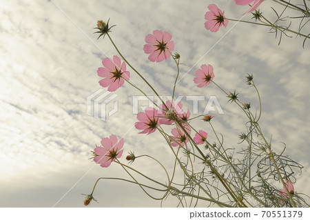 Fall of farewell Fall of farewell 70551379