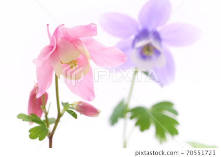Miyama columbine blue and white flowers white background wild grass Miyama columbine blue and white flowers white background wild grass 70551721