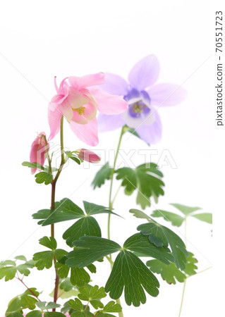 Miyama columbine blue and white flowers white background wild grass Miyama columbine blue and white flowers white background wild grass 70551723