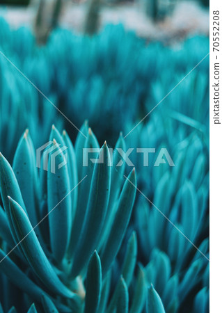 Close-up of a bluish kleinia mandraliscae plant 70552208