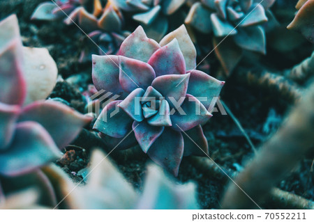 Close-up of a fleshy flower of graptopetalum paraguayense 70552211