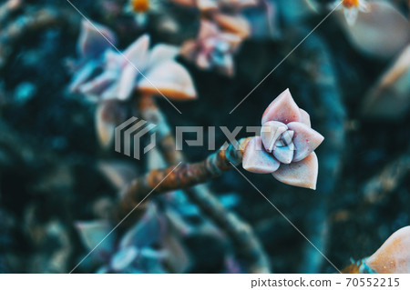 Detail of a bud of graptopetalum paraguayense 70552215