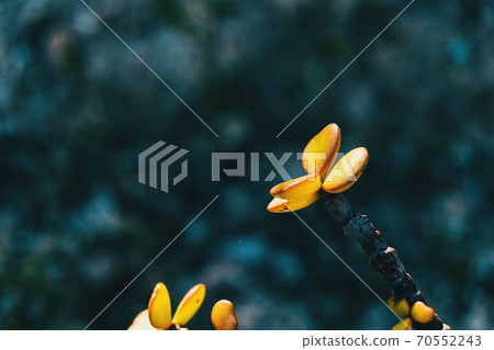Detail of some yellow succulent leaves of portulacaria afra 70552243
