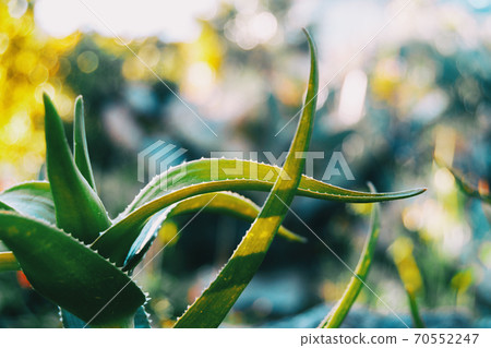 Close-up of a plant with fleshy green leaves with serrated edge 70552247