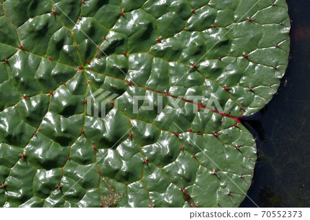 Leaf pattern onibus Leaf pattern onibus 70552373