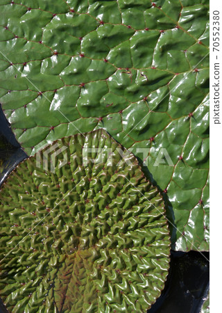 Leaf pattern onibus Leaf pattern onibus 70552380