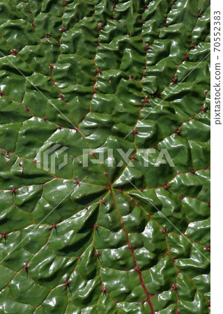 Leaf pattern onibus Leaf pattern onibus 70552383