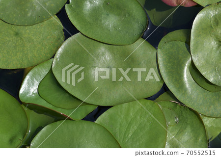 Watershield leaf pattern Watershield leaf pattern 70552515