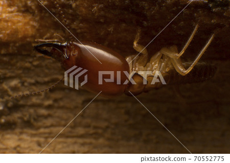 Close up termite soldiers 70552775