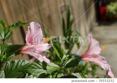 Light pink hibiscus 70553252