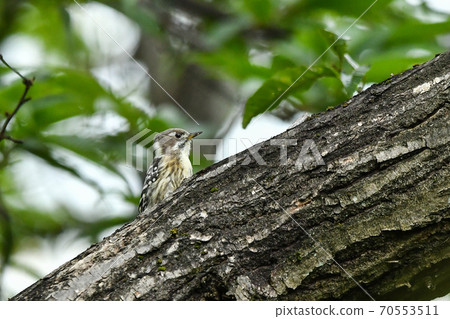 Kogera Kogera 70553511