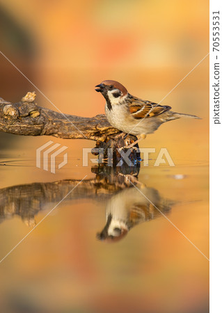 Eurasian tree sparrow sitting on branch in pond in autumn. Eurasian tree sparrow sitting on branch in pond in autumn. 70553531
