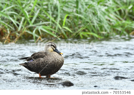 鴨 70553546
