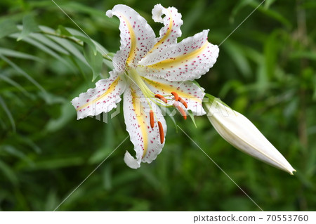 Yamayuri 2 Yamayuri 2 70553760