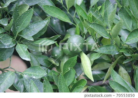 夏天種植橙子 70553850