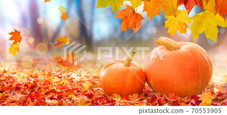 Thanksgiving pumpkins on autumn leaves background Thanksgiving pumpkins on autumn leaves background 70553905