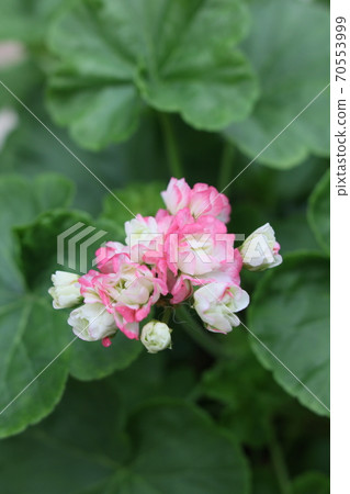 一束秋海棠粉紅色的花朵 一束秋海棠粉紅色的花朵 70553999