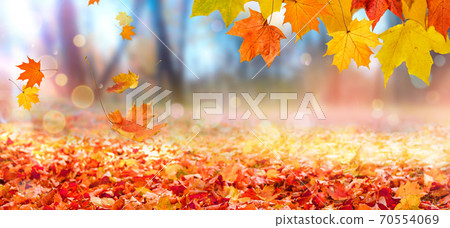 Falling maple leaves in city park. Beautiful autumn landscape Falling maple leaves in city park. Beautiful autumn landscape 70554069