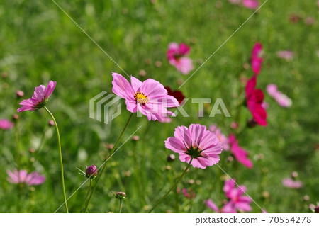 秋花 小住水 花壇 山大池公園 照片素材 圖片 圖庫