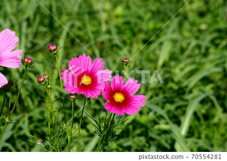 秋花:小住水:花壇:山大池公園 秋花:小住水:花壇:山大池公園 70554281