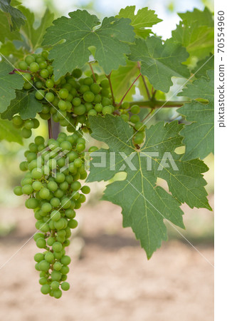 Vineyards, vine, green grapes ripen, close-up Vineyards, vine, green grapes ripen, close-up 70554960