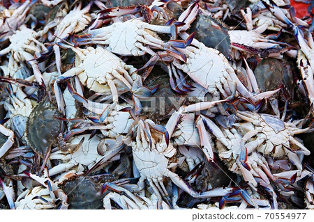 crab crab 70554977