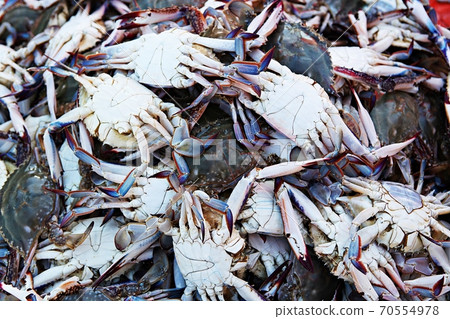 crab crab 70554978