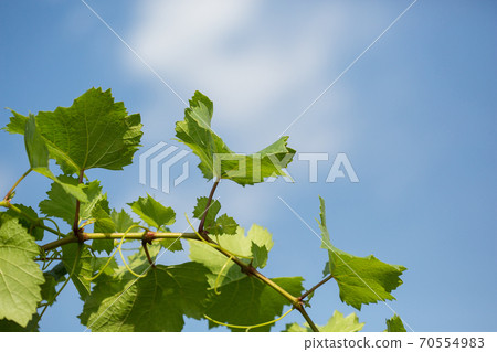 Vine with green leaves against the blue sky 70554983