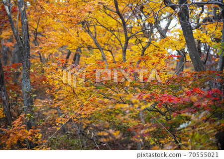Soraksan, Sokcho, Gangwon-do 70555021