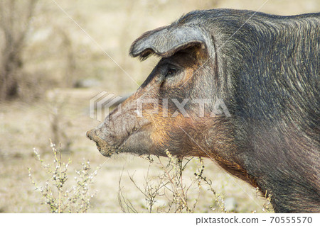 Close-up of the head of a pig that is looking for food in a meadow 70555570