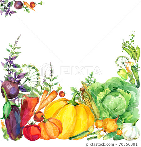 Assorted raw organic vegetables. watercolor illustration. watercolor vegetables and herbs background Assorted raw organic vegetables. watercolor illustration. watercolor vegetables and herbs background 70556391