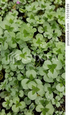 Dripping three-leaf clover Dripping three-leaf clover 70556599