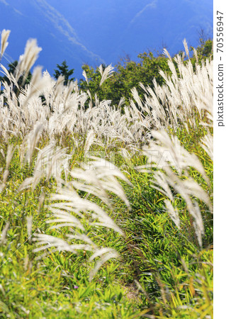 Mt. Katsuragi, a group of Japanese pampas grass in full bloom Mt. Katsuragi, a group of Japanese pampas grass in full bloom 70556947