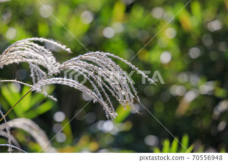 Mt. Katsuragi, a group of Japanese pampas grass in full bloom 70556948