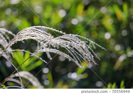 Mt. Katsuragi, a group of Japanese pampas grass in full bloom Mt. Katsuragi, a group of Japanese pampas grass in full bloom 70556949