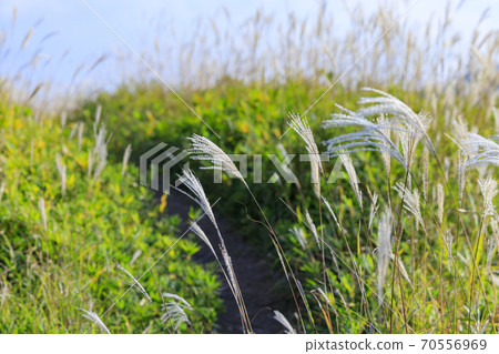 Mt. Katsuragi, a group of Japanese pampas grass in full bloom Mt. Katsuragi, a group of Japanese pampas grass in full bloom 70556969