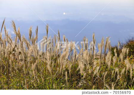 Mt. Katsuragi, a group of Japanese pampas grass in full bloom Mt. Katsuragi, a group of Japanese pampas grass in full bloom 70556970