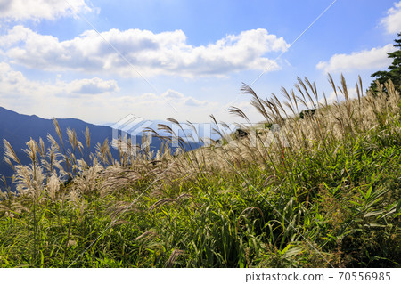 Mt. Katsuragi, a group of Japanese pampas grass in full bloom Mt. Katsuragi, a group of Japanese pampas grass in full bloom 70556985