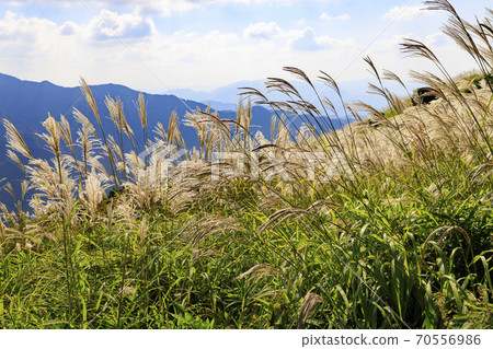 Mt. Katsuragi, a group of Japanese pampas grass in full bloom Mt. Katsuragi, a group of Japanese pampas grass in full bloom 70556986