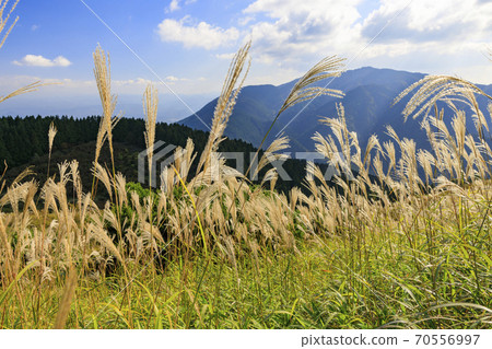 Mt. Katsuragi, a group of Japanese pampas grass in full bloom Mt. Katsuragi, a group of Japanese pampas grass in full bloom 70556997