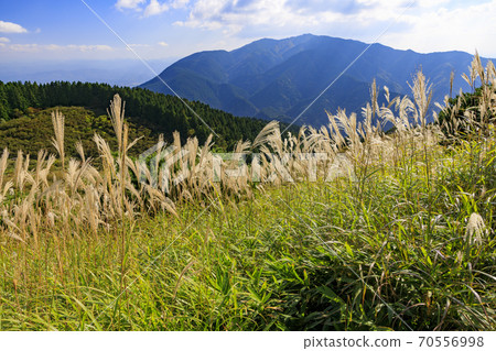 Mt. Katsuragi, a group of Japanese pampas grass in full bloom Mt. Katsuragi, a group of Japanese pampas grass in full bloom 70556998