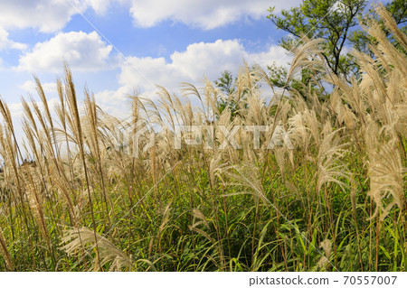 Mt. Katsuragi, a group of Japanese pampas grass in full bloom 70557007