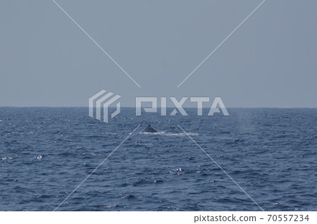 Humpback whale dorsal fin (Kerama Islands inshore/Okinawa Prefecture) Humpback whale dorsal fin (Kerama Islands inshore/Okinawa Prefecture) 70557234