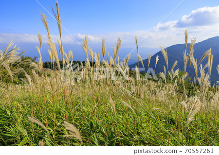 Mt. Katsuragi, a group of Japanese pampas grass in full bloom 70557261