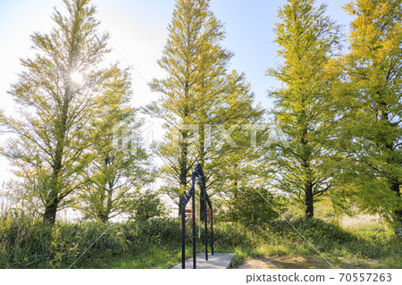 Mt. Katsuragi, a group of Japanese pampas grass in full bloom 70557263