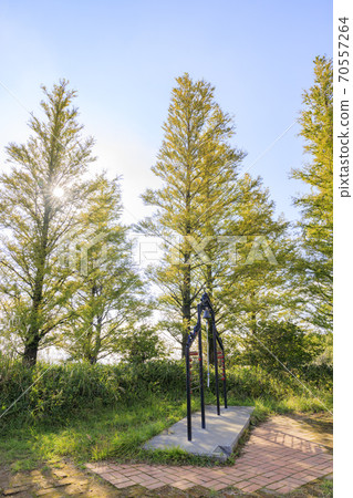 Mt. Katsuragi, a group of Japanese pampas grass in full bloom 70557264