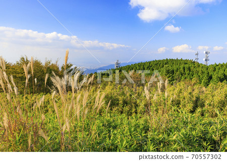 Mt. Katsuragi, a group of Japanese pampas grass in full bloom 70557302